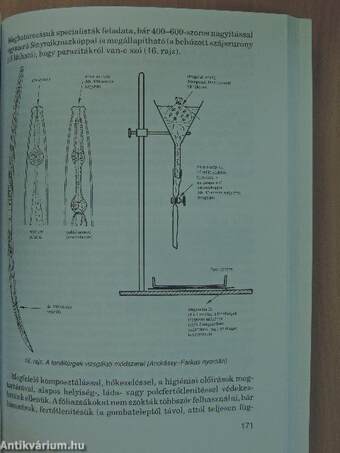 Gombatermesztés