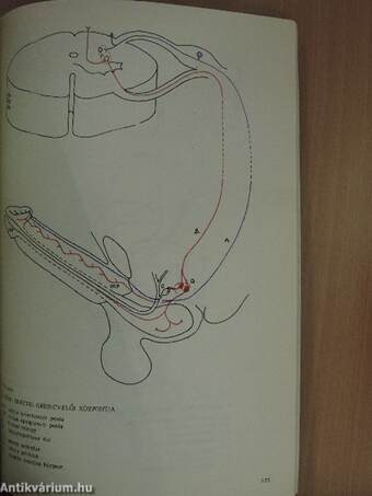 Neuroanatomia