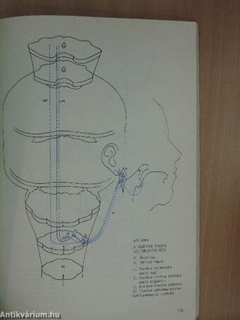 Neuroanatomia