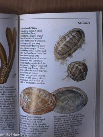 The Lomond Guide to Seashore Life of Britain and Europe