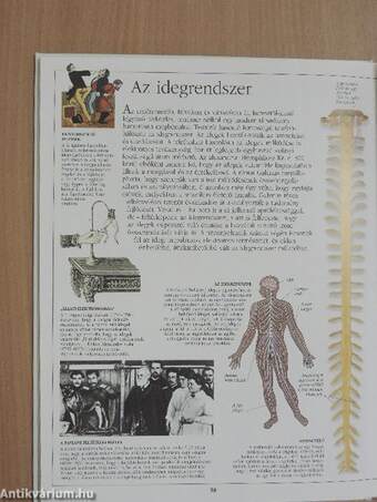 Az emberi test