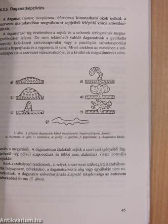 Kórtani alapismeretek