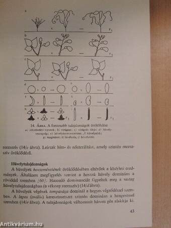 Zöldbab- és zöldborsótermesztés