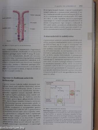 Varró Gasztroenterológia