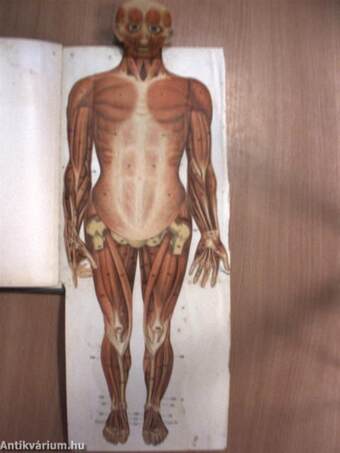 Atlas der Anatomie des Menschen (gótbetűs)