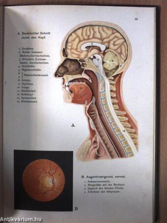 Atlas der Anatomie des Menschen (gótbetűs)