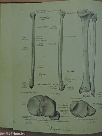 Az ember anatomiájának atlasza I-III.
