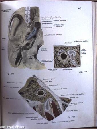 Az ember anatomiájának atlasza I-III.