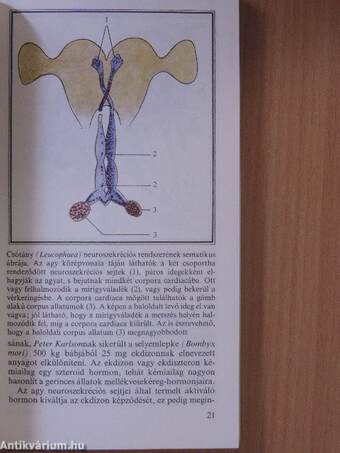 Metamorfózisok az állatvilágban