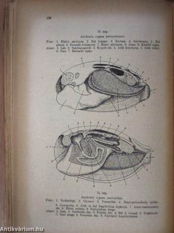 Zoologia I-III.