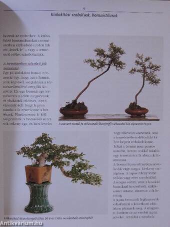 Bonsai a lakásban