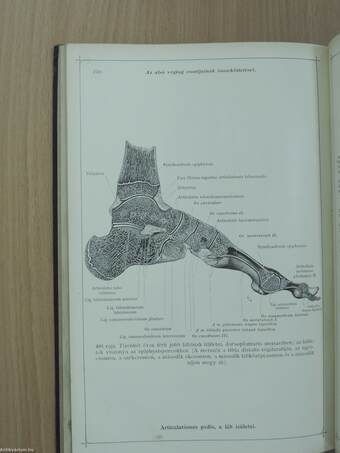 Toldt - A tetembontás atlasza II.