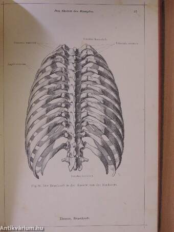 Anatomischer Atlas für Studierende und Ärzte I-VI.