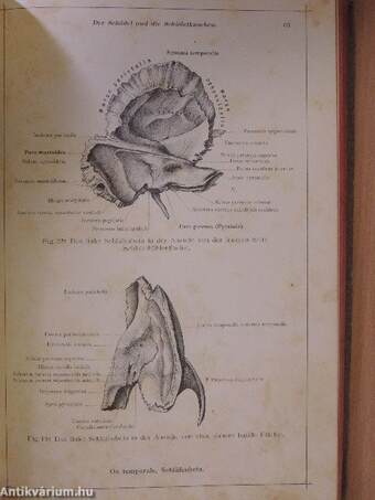 Anatomischer Atlas für Studierende und Ärzte I-VI.