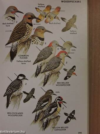 A Field Guide to the Birds