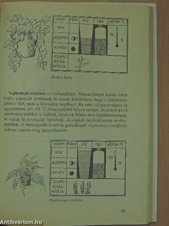 Válaszok szobanövény-kedvelők kérdéseire