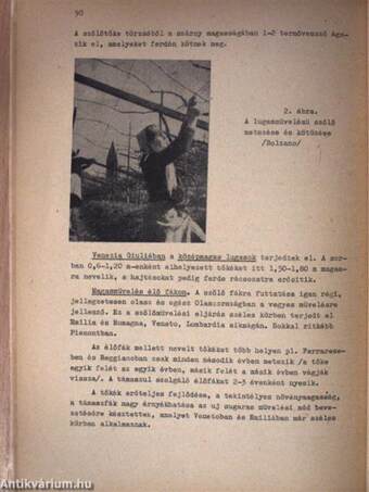 A szőlő korszerű termesztése, különös tekintettel a magasművelésre és a szélessoros telepítési rendszerre