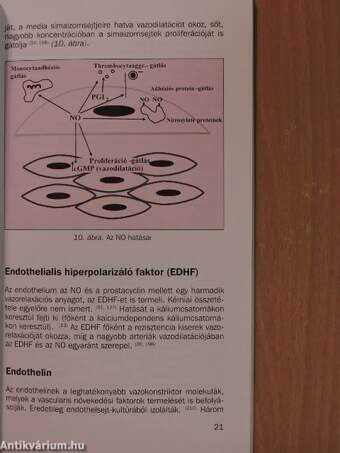 Endothelszerv