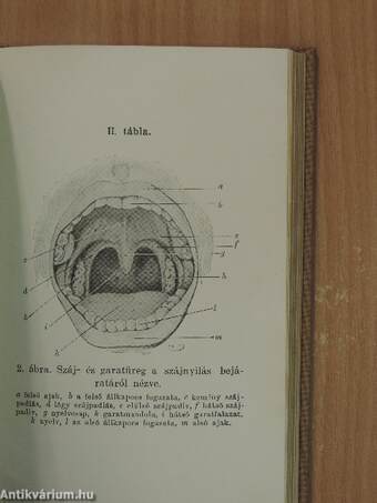 A fogak és a száj egészségtana ép és kóros állapotban/A fül egészségtana ép és beteg állapotban/Az orr, a garat és a gége egészségtana ép és beteg állapotban