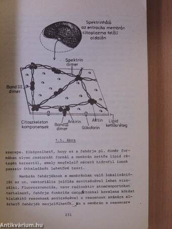 Biofizika jegyzet II.