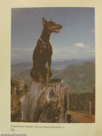 Dobermann