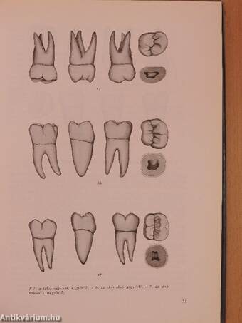 Stomatologia