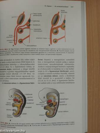 Orvosi embriológia