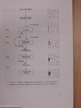 A haemostasis és zavarai/A vérzékenység klinikuma