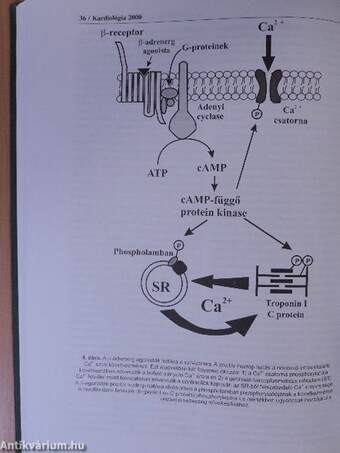 Kardiológia 2000