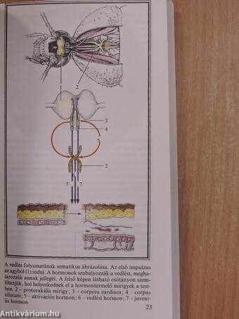 Metamorfózisok az állatvilágban