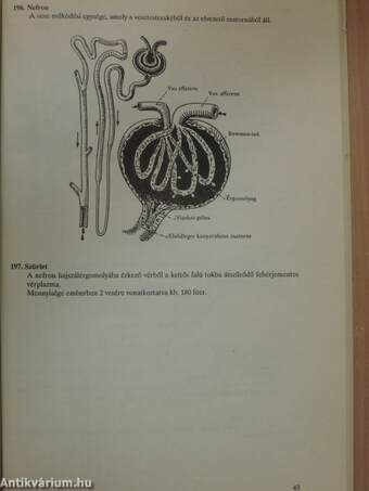 Biológiai fogalomgyűjtemény III.