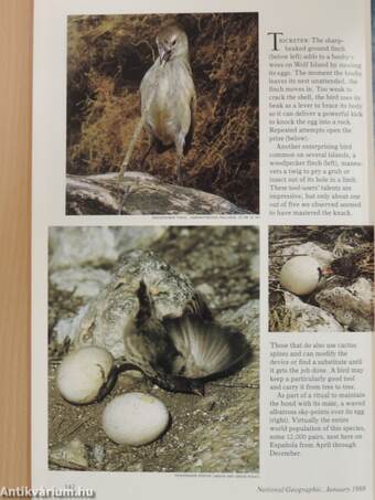 National Geographic 1988. (nem teljes évfolyam)