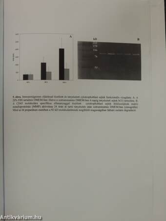 Investigation of interleukin-10 receptor expression in human placenta, isolated cytotrophoblast cells and human keratinocytes