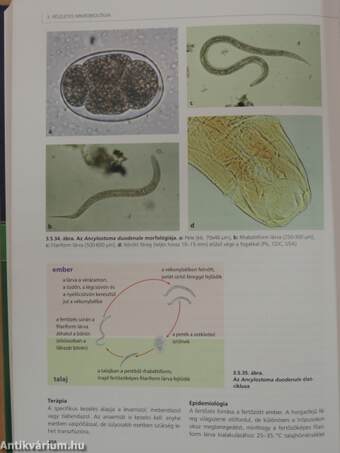 Az orvosi mikrobiológia tankönyve