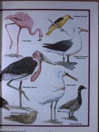 The Quizzer Book About Birds