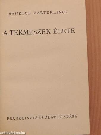 A termeszek élete