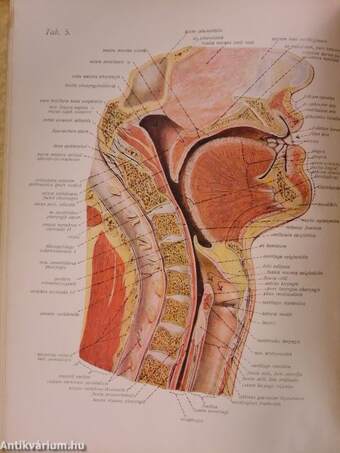 Az ember anatomiájának atlasza II. (töredék)