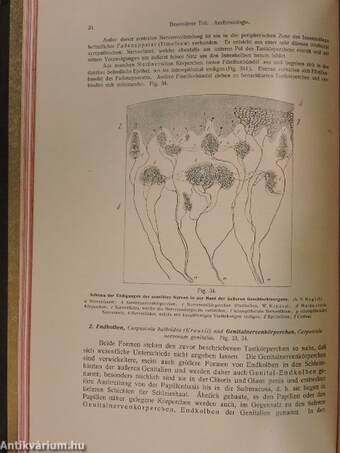 Rauber's Lehrbuch der Anatomie des Menschen Abteilung 6. (töredék)