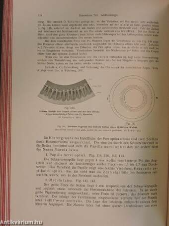 Rauber's Lehrbuch der Anatomie des Menschen Abteilung 6. (töredék)