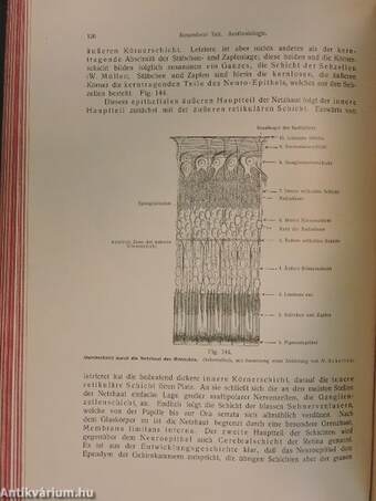 Rauber's Lehrbuch der Anatomie des Menschen Abteilung 6. (töredék)