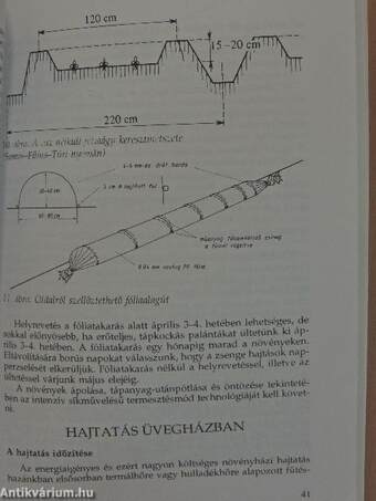 Az uborka termesztése