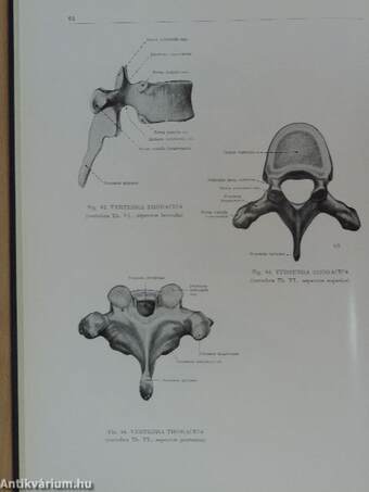 Az ember anatómiájának atlasza 1-3.