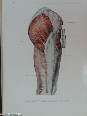 Az ember anatómiájának atlasza 1-3.