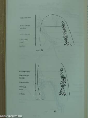 Zur alkaloidbildung in papaver somniferum L.