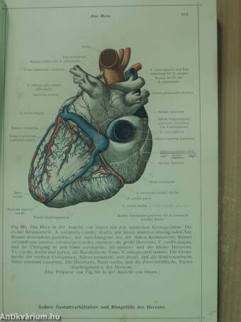 Anatomischer Atlas für studierende und Ärzte V.