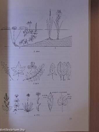 Kis növényhatározó rendszertani és ökológiai tájékoztatóval
