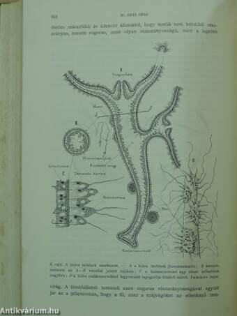 Természettudományi Közlöny 1906. január-december