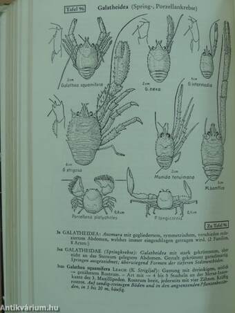 Fauna und Flora der Adria