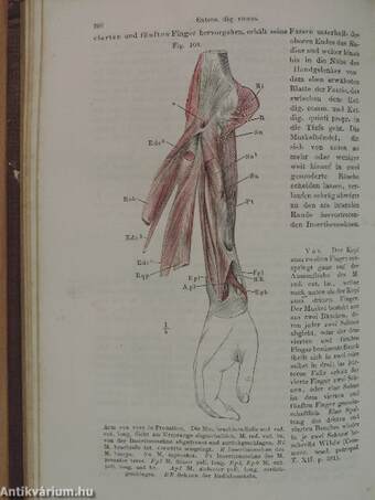 Handbuch der Systematischen Anatomie des Menschen I/3. (töredék)