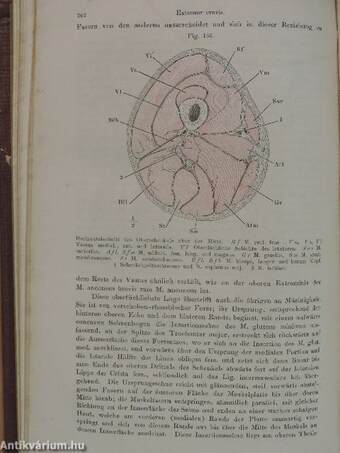 Handbuch der Systematischen Anatomie des Menschen I/3. (töredék)